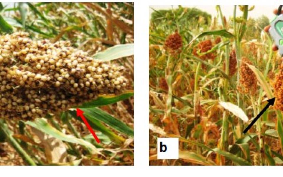 Jinsiy aloqa Men tasodifan onlayn josuslik qildim