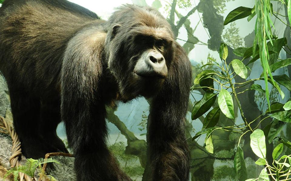 A tragic tale of two gorillas | University of Helsinki