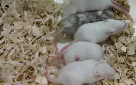 Genetically Modified Rodents GM | Comprehensive Model Organisms | University of Helsinki Genetically Modified Rodents GM | Comprehensive Model Organisms | University of Helsinki