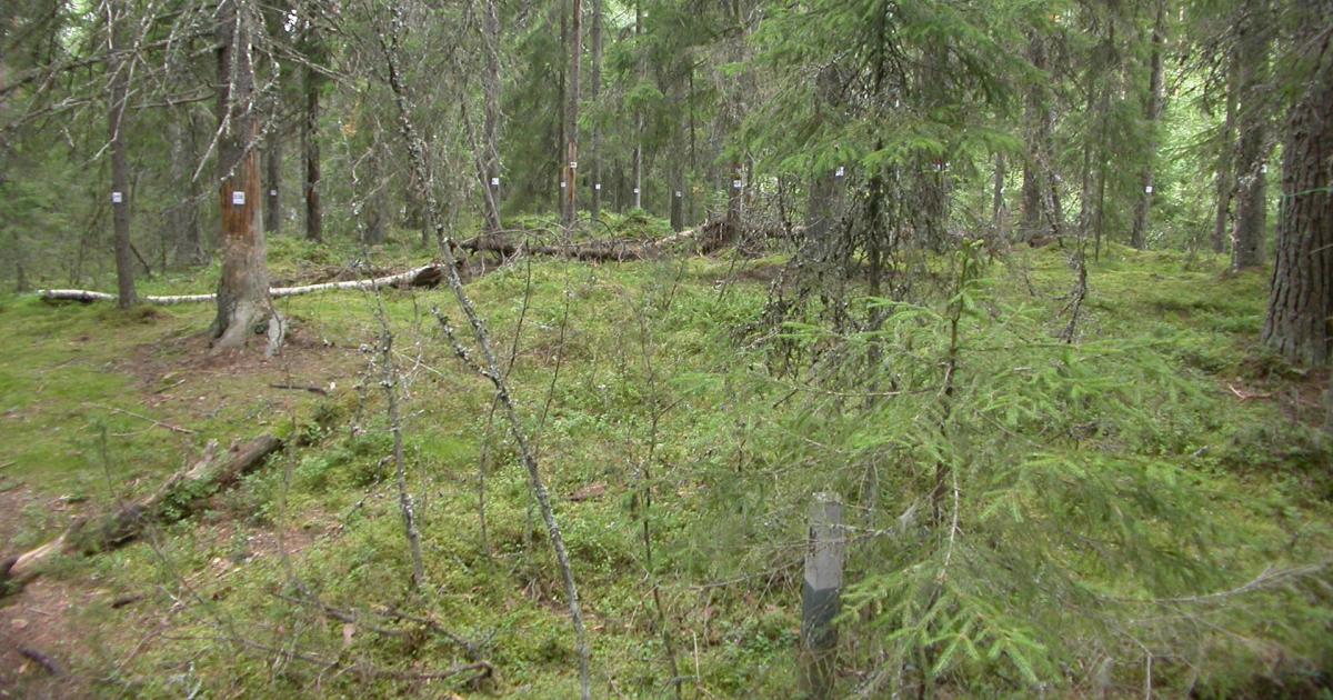 Research | Hyytiälä Forest Station | University of Helsinki