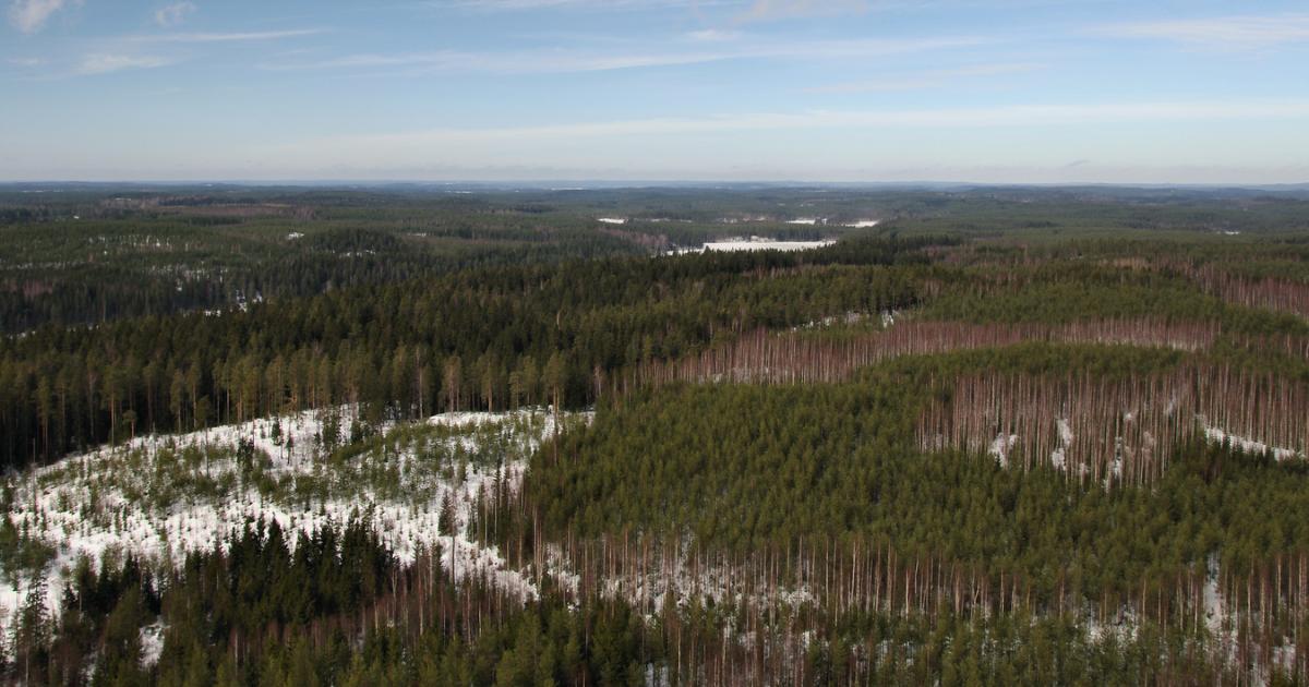 Northern forests help curb climate change, but only if we preserve ...