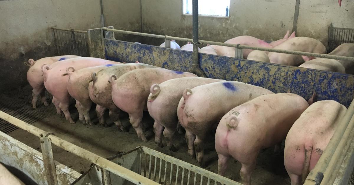 New information on tail biting and docking in pigs Results of the