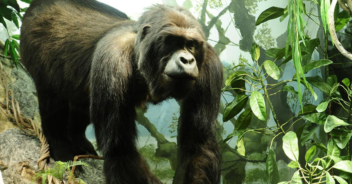 A tragic tale of two gorillas | University of Helsinki