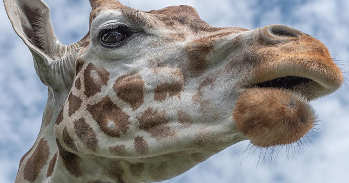 Animals communicate in frequencies that we cannot hear | University of Helsinki Animals communicate in frequencies that we cannot hear | University of Helsinki