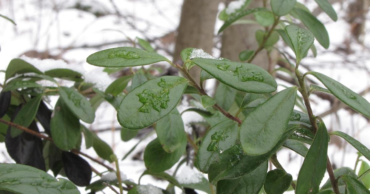 Photosynthesis in winter Plant Ecophysiology and Climate Change