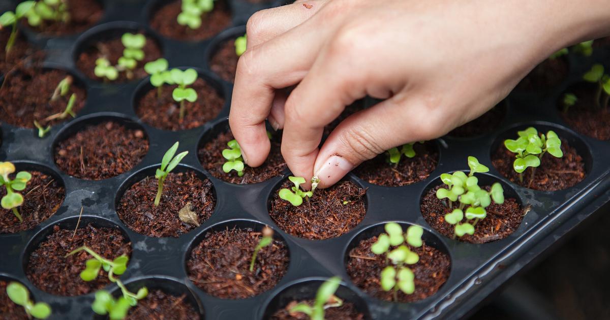 Future Sustainable Food Systems University of Helsinki