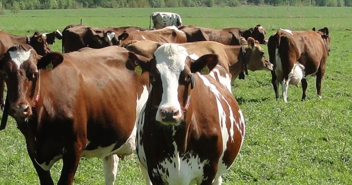 Animal Science | University of Helsinki Animal Science | University of Helsinki