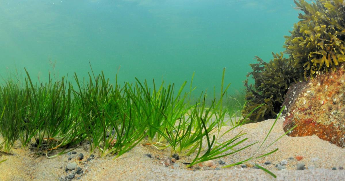 Benthic Ecology | University of Helsinki