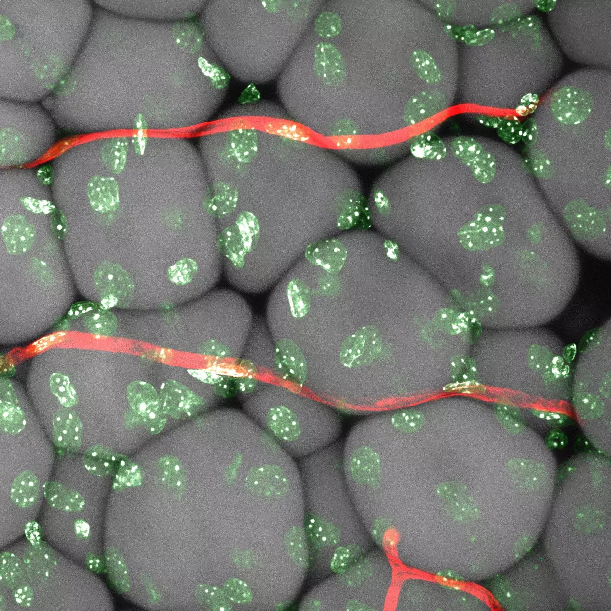 Mouse white adipose tissue and vessels, Photo credit: Sinem Karaman