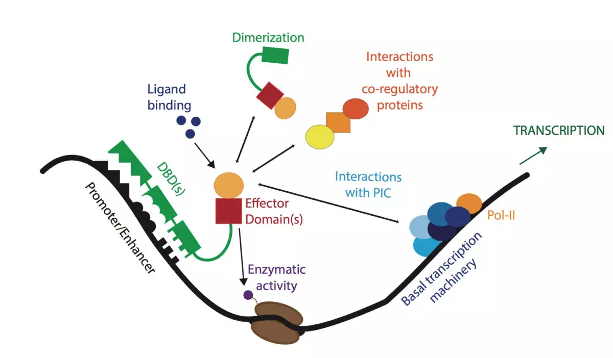 Human Transcription Factor Interactions | Molecular Systems