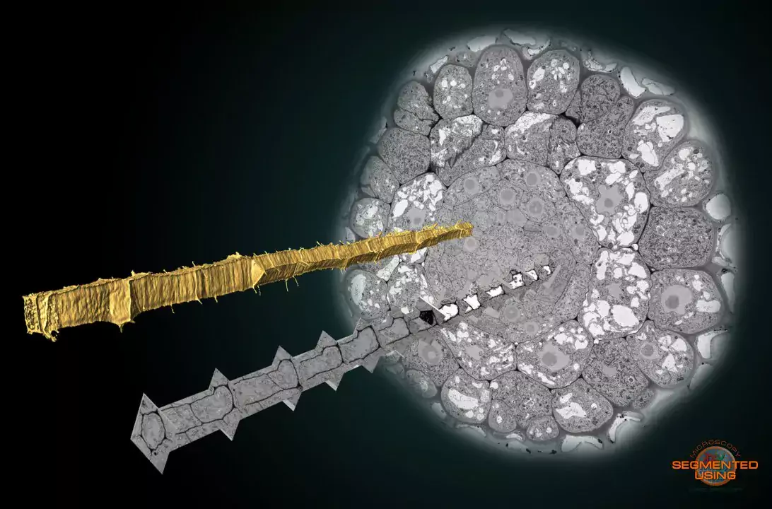 Phloem sieve element cells of Arabidopsis thaliana. The image shows a cross-section of the root and two sieve elements.