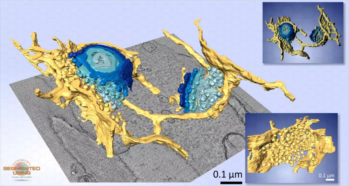 A model of Golgi apparatus and ER exit sites from a ET dataset of Trypanosoma brucei. Upper inset: the rendering with Fiji; lower inset: ER exit site.