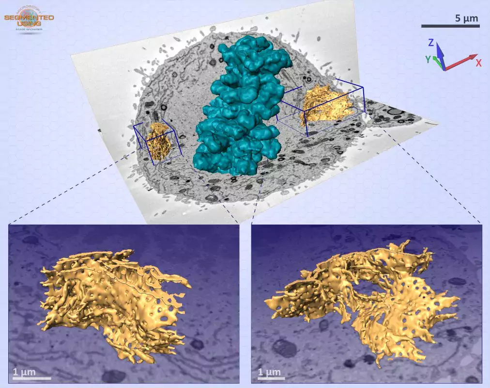 A model of a Huh-7 cell overlaid on one block-face image shows the shape of an early-metaphase cell.
