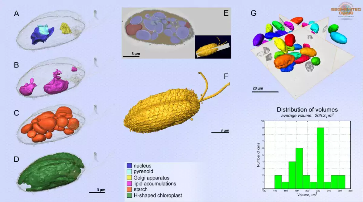 A model of organelles and cell outline of Rhinomonas nottbecki n. sp.