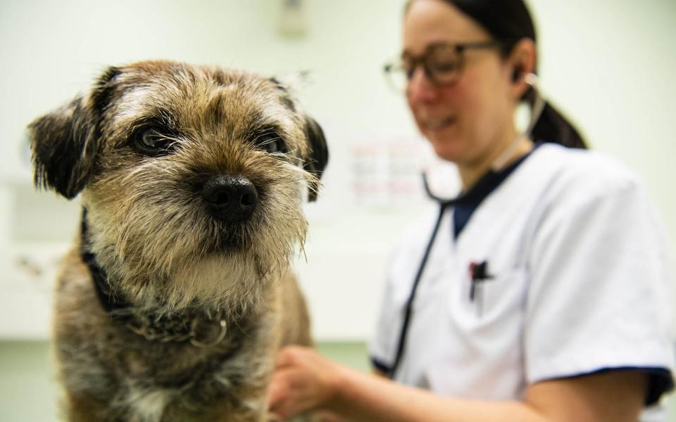 Appointments | Veterinary Teaching Hospital | University of Helsinki Appointments | Veterinary Teaching Hospital | University of Helsinki
