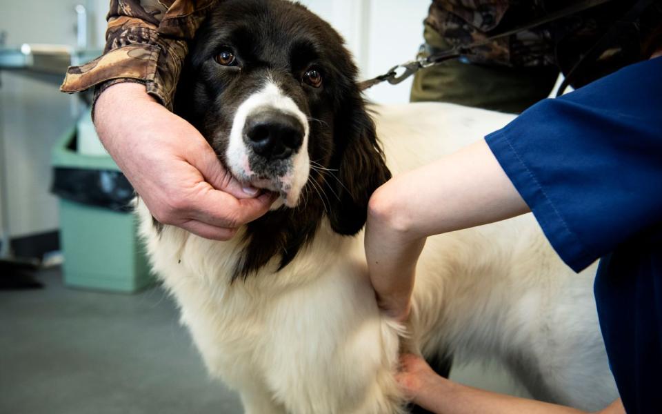 Small animal patients at the Saari Clinic | Veterinary Teaching Hospital |  University of Helsinki