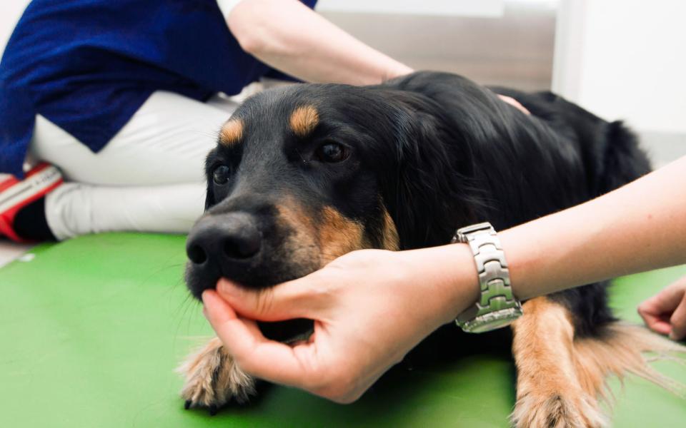 Internal Medicine of Small Animals | Faculty of Veterinary Medicine | University of Helsinki Internal Medicine of Small Animals | Faculty of Veterinary Medicine | University of Helsinki