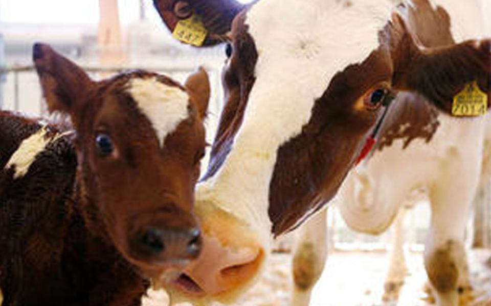 Production animal medicine | Faculty of Veterinary Medicine | University of Helsinki Production animal medicine | Faculty of Veterinary Medicine | University of Helsinki