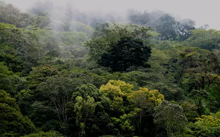 Mist forests of the Taita hills