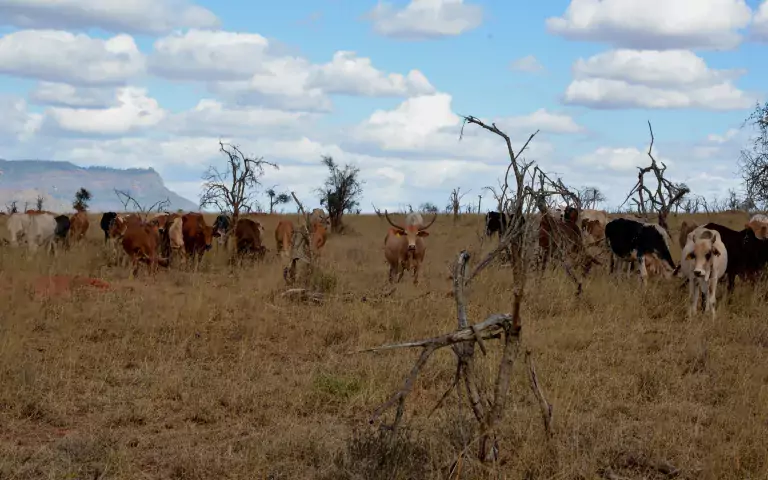 Taita cattle