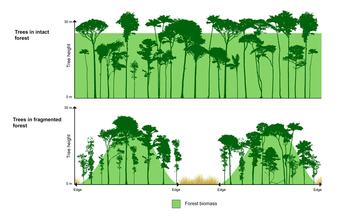 Nuvem de pontos de árvores crescendo nas profundezas da floresta (acima) e em florestas fragmentadas na Amazônia Central