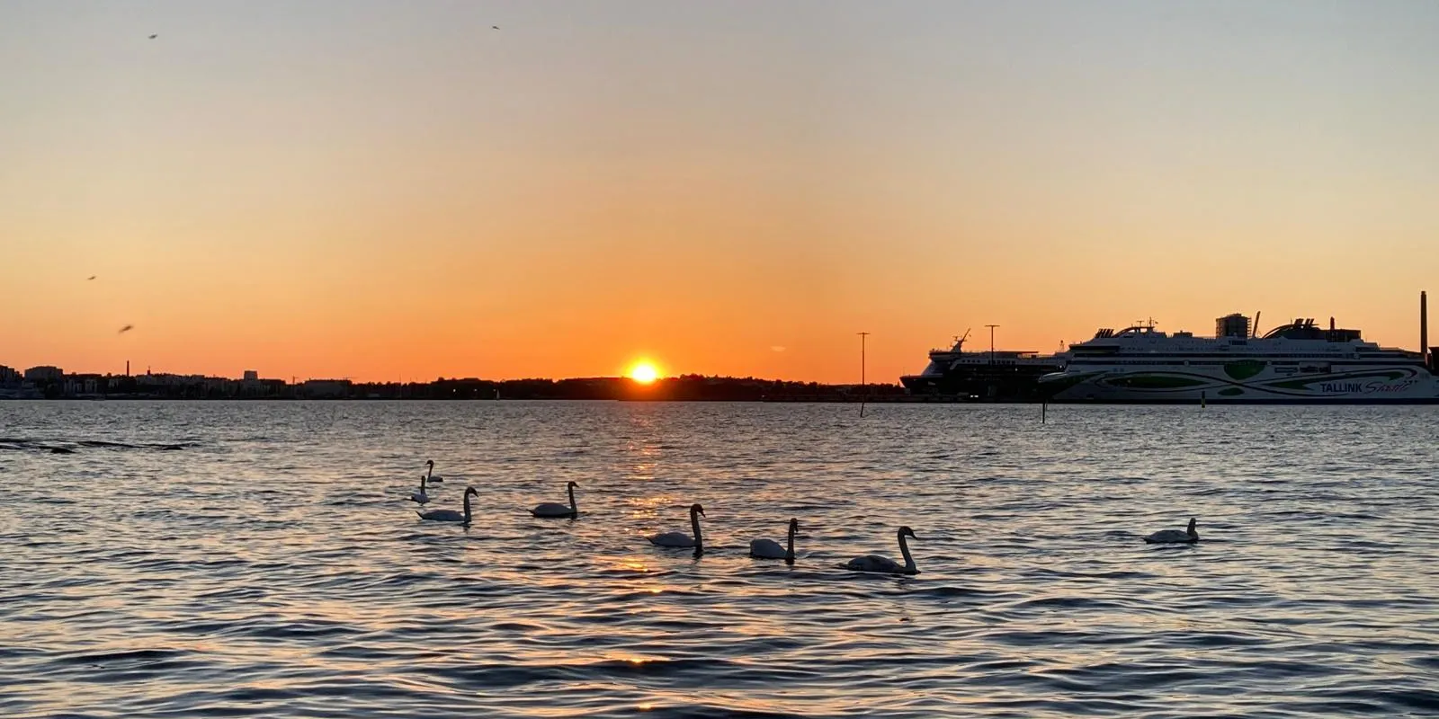 Swans in a row on the water at sunset in the Helsinki harbor. 