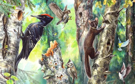 Forest’s Embrace – Watercolours from the forests of Helsinki