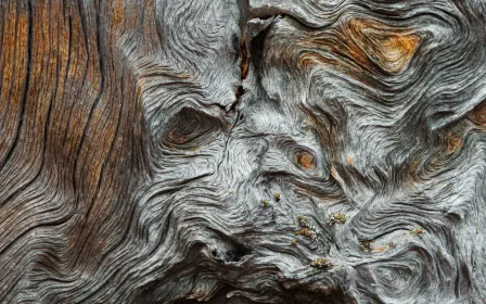 Forest Home – Exhibition brings a natural forest to the heart of Helsinki
