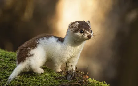 Support our work for diversity of nature