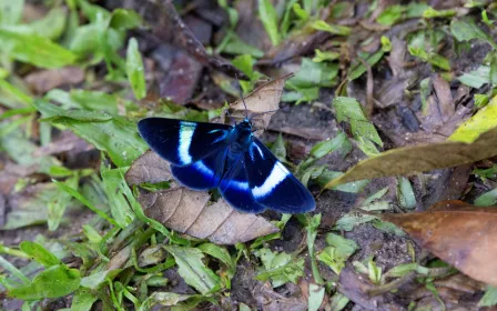 Daytime moths reveal larger ears, challenging evolutionary assumptions
