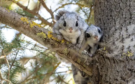 New study reveals urgent conservation needs for Siberian flying squirrel