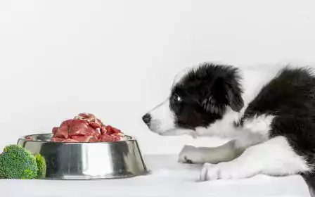 Dog nutrition research sale