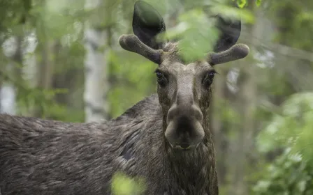 New study reveals major trade-offs in global nature conservation strategies