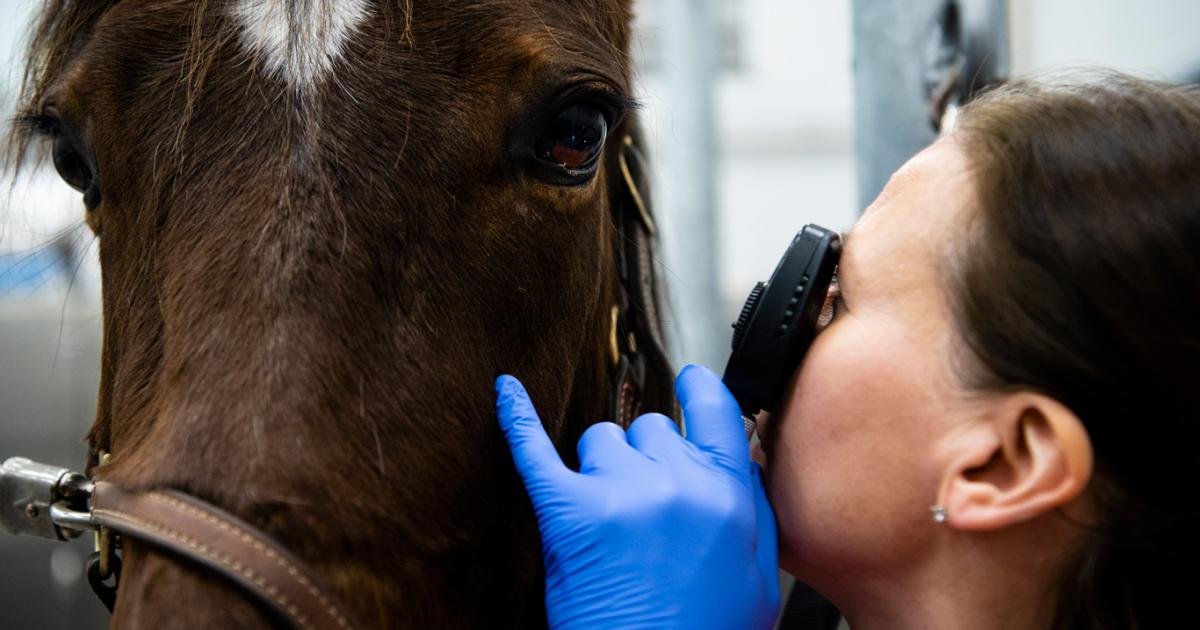 Faculty of Veterinary Medicine | University of Helsinki
