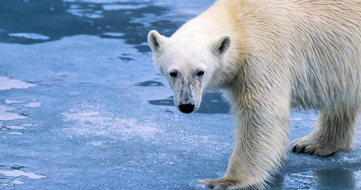 Swedish Polarbears