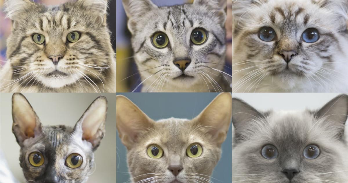 Порода кошек по фотографии онлайн бесплатно Пара с Аляски нашла своего кота через 26 дней после страшного наводнения РБК Lif