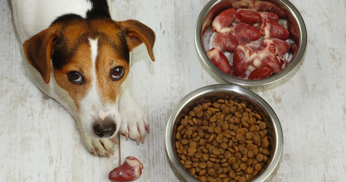 Metabolizmus psov lepšie reaguje na tuk ako na sacharidy, naznačuje výskum