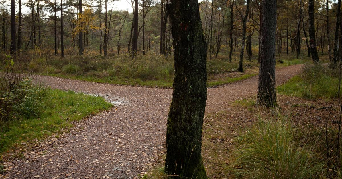 Trees emit a compound that may have underestimated impact on global atmosphere