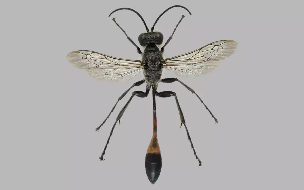 Luomus kansalliskokoelmat digitointi Ammophila sabulosa kuva Pekka Malinen
