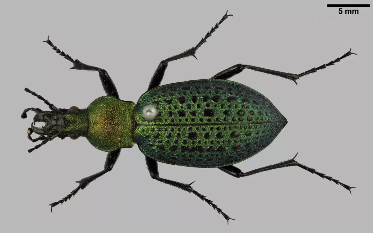 Luomus kansalliskokoelmat digitointi Carabus smaragdinus kuva Pekka Malinen