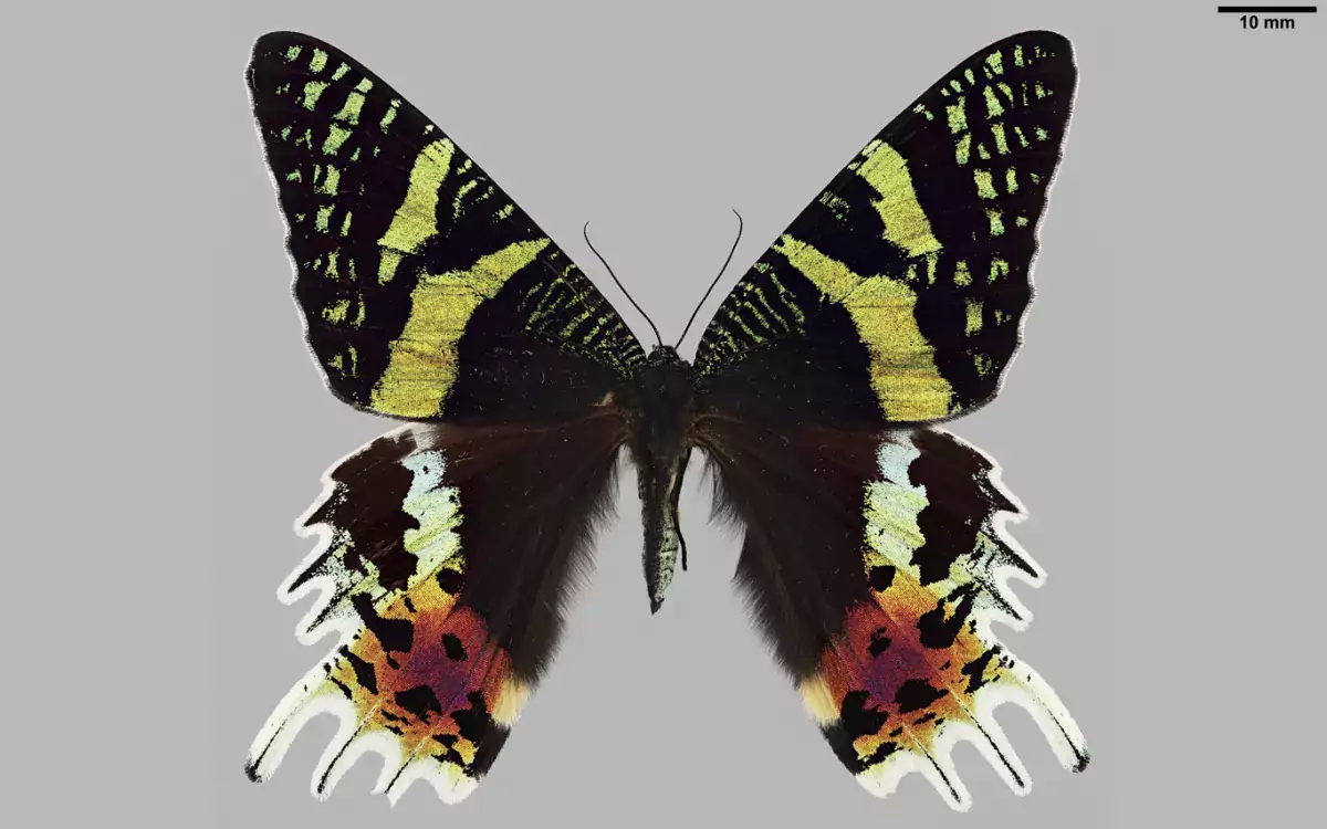 Luomus kansalliskokoelmat digitointi Chrysiridia rhipheus kuva Pekka Malinen