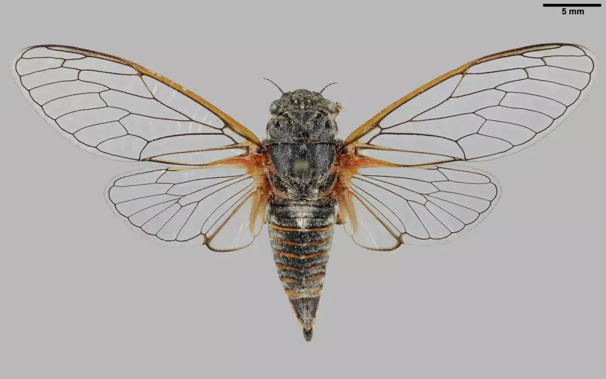 Luomus kansalliskokoelmat digitointi Cicadetta montana kuva Pekka Malinen