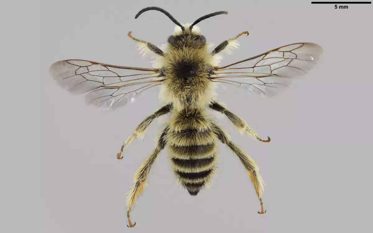 Luomus kansalliskokoelmat digitointi Dasypoda hirtipes kuva Pekka Malinen