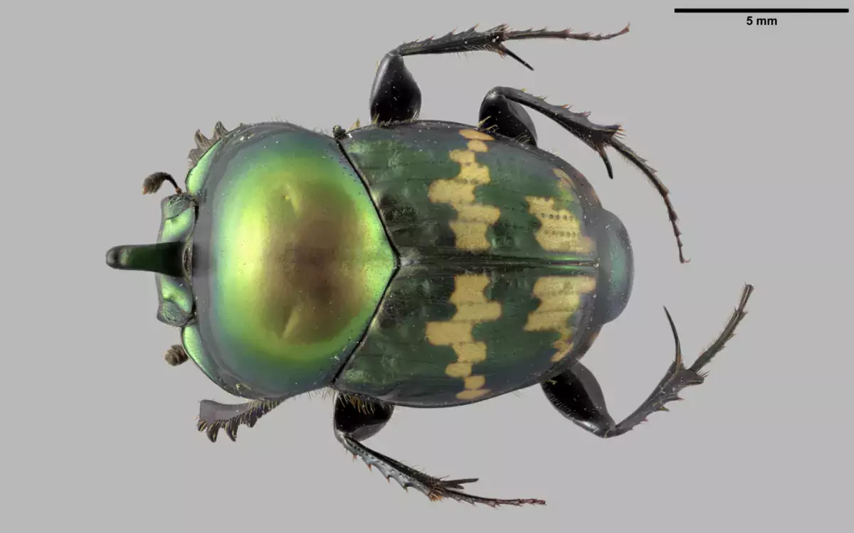 Luomus kansalliskokoelmat digitointi Helictopleurus politicollis kuva Pekka Malinen