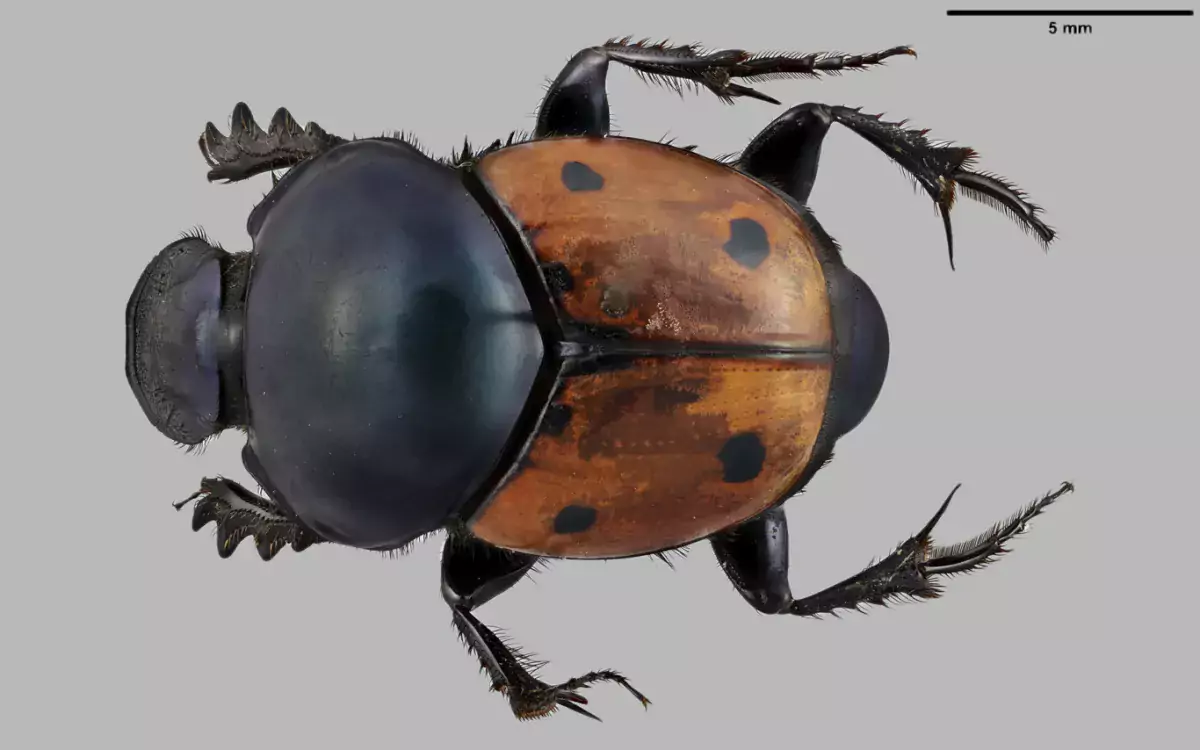Luomus kansalliskokoelmat digitointi Helictopleurus quadripunctatus kuva Pekka Malinen