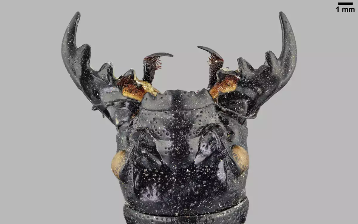 Luomus kansalliskokoelmat digitointi Manticora tuberculata kuva Pekka Malinen