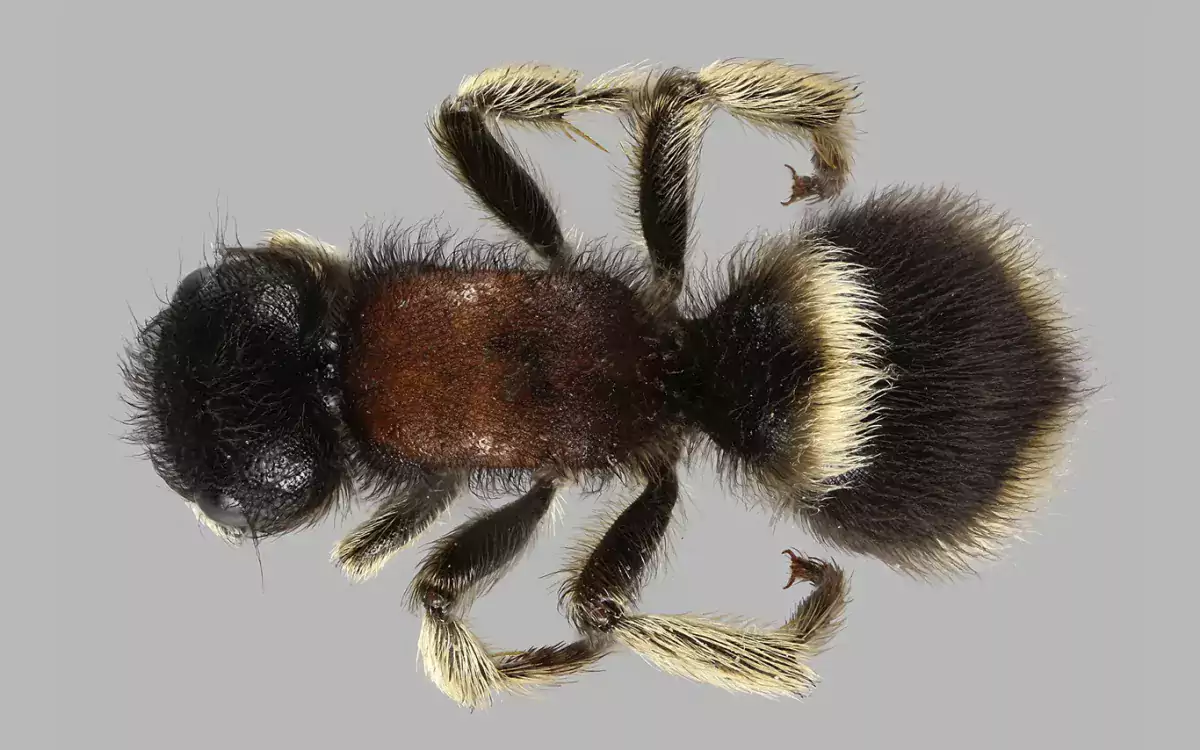 Luomus kansalliskokoelmat digitointi Mutilla marginata kuva Pekka Malinen