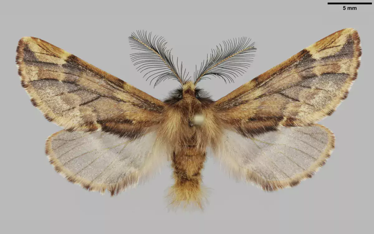 Luomus kansalliskokoelmat digitointi Ptilophora plumigera kuva Pekka Malinen