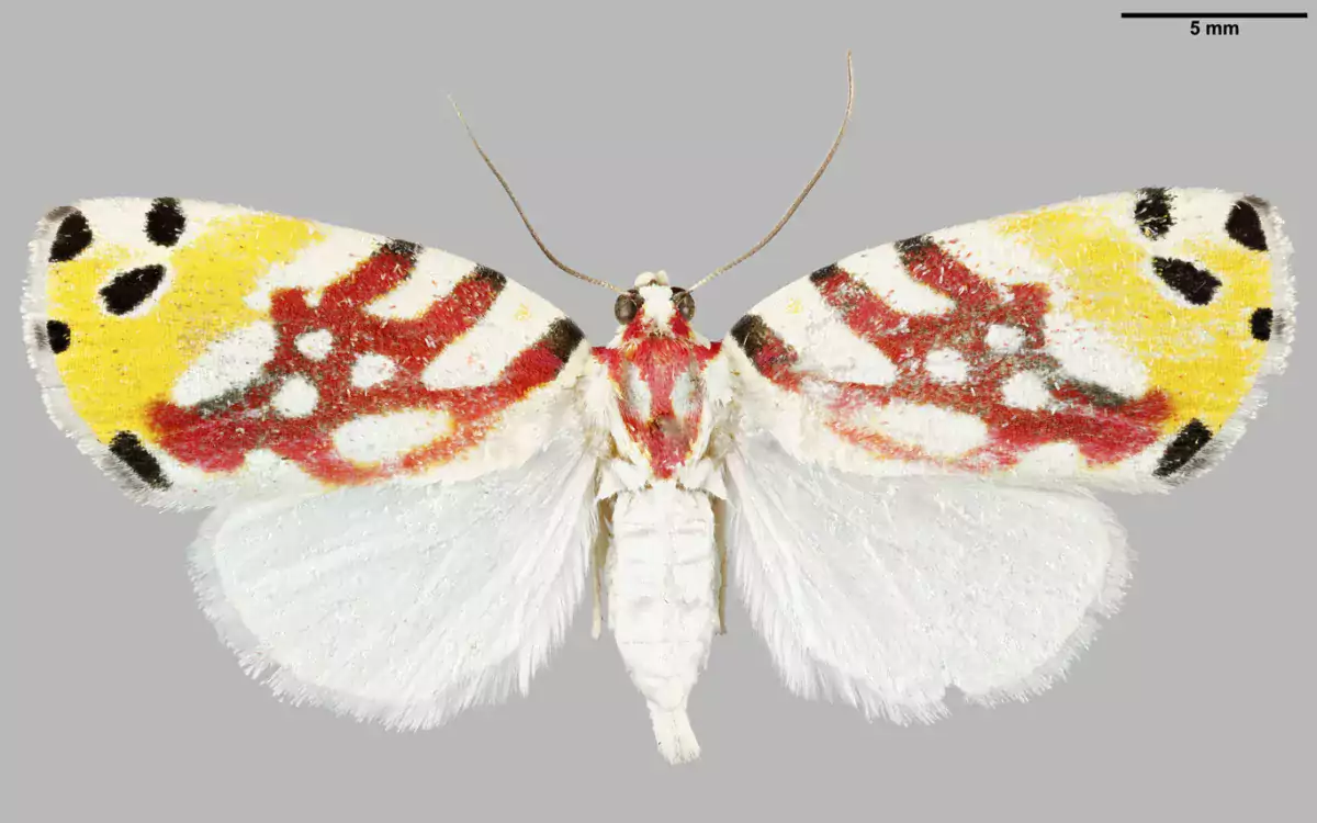 Luomus kansalliskokoelmat digitointi Sinna_floralis kuva Pekka Malinen