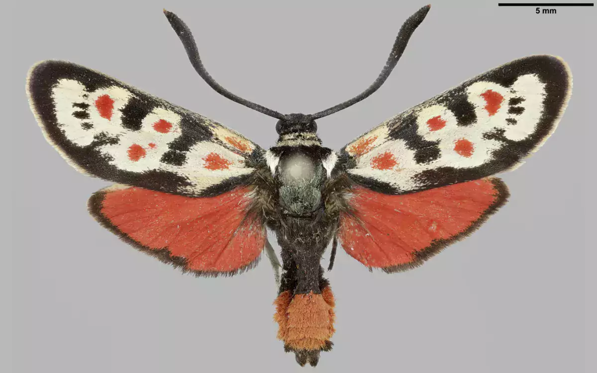 Luomus kansalliskokoelmat digitointi Zygaena occitanica kuva Pekka Malinen